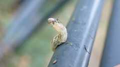 Syrphus