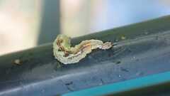 Syrphus