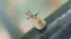 Syrphus