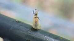 Syrphus