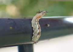 Syrphus