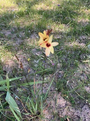 Ixia dubia