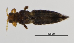 Thripidae