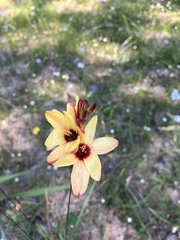 Ixia dubia