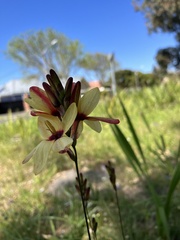 Ixia dubia