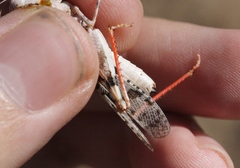 Trimerotropis californica