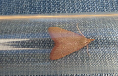 Hypsopygia incarnatalis