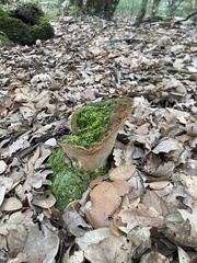 Fuscoporia