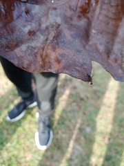 Camponotus
