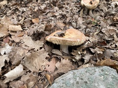 Fuscoporia