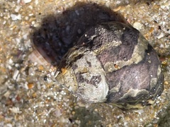 Austrocochlea porcata