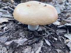 Fuscoporia