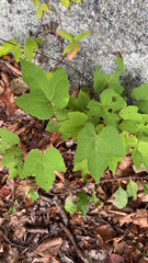 Vitis aestivalis