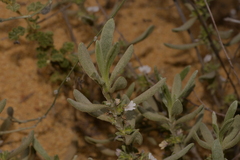 Scaevola