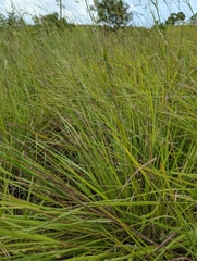 Panicum elegantissimum