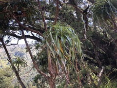 Dracophyllum