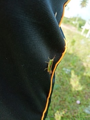 Spathosternum prasiniferum