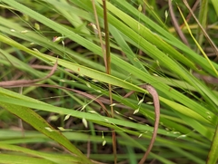 Panicum elegantissimum