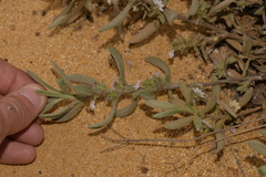 Scaevola