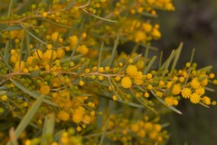 Acacia blakelyi