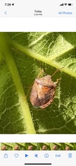 Dendrocoris humeralis
