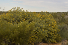 Acacia blakelyi