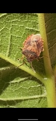 Dendrocoris humeralis