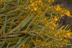 Acacia blakelyi