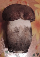 Leccinum duriusculum