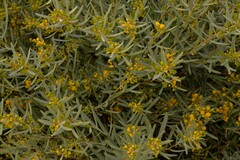 Acacia blakelyi