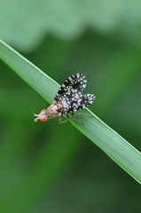 Trypetoptera punctulata