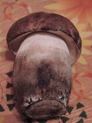 Leccinum duriusculum