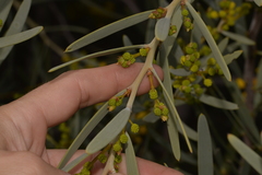 Acacia blakelyi