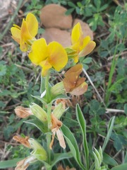 Thermopsis lanceolata