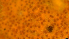 Hypomyces subiculosus