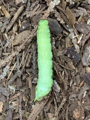 Sphingidae