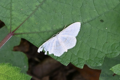 Scopula ignobilis