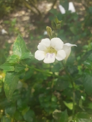 Asystasia intrusa