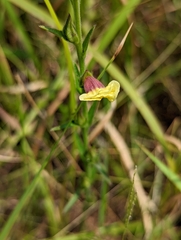 Centranthera cochinchinensis
