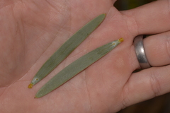 Acacia blakelyi