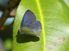 Eirmocides absimilis