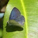 Common Pencilled Blue - Photo (c) andrewpavlov, some rights reserved (CC BY-NC), uploaded by andrewpavlov