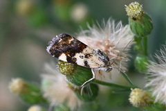 Acontia bicolora
