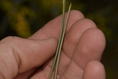 Acacia blakelyi