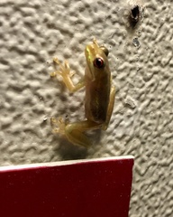 Osteopilus septentrionalis