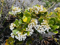 Logania crassifolia