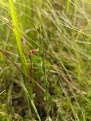 Centranthera cochinchinensis