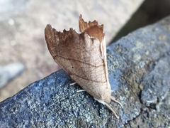 Falcaria lacertinaria