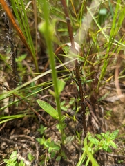 Centranthera cochinchinensis