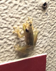 Osteopilus septentrionalis